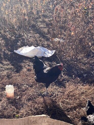 породистые собаки в добрые руки: Продаю | Куры | Несушки — 2