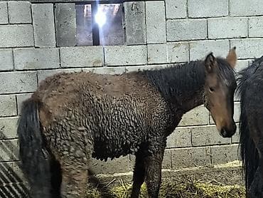 сколько стоит пони: Продаю | Кобыла (самка) | Для разведения — 3