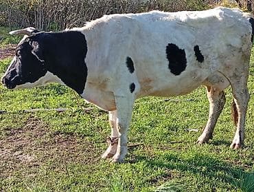 корова дойная: Продаю | Корова (самка) | Голштин | Для молока | Привязанные — 6