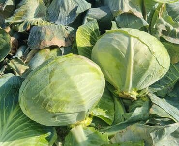 уголь кара кече бишкек цена: Капуста Ак капуста — 1