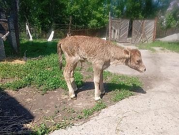 сом рыба: Продаю | Музоо, торпок | Швицкая | Для разведения | Искусственник — 1