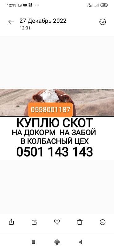 Колбасный цех : Коровы, быки, Лошади, кони, Другие с/х животные, | Круглосуточно, Любое состояние, Забитый at lalafo.kg Колбасный цех : Коровы, быки, Лошади, кони, Другие с/х животные, | Круглосуточно, Любое состояние, Забитый