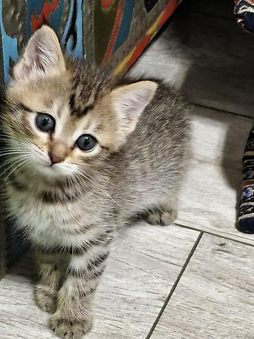 Мышыктар: Отдаю котят в добрые руки Котята домашние, от одной кошки-первокотки — 2