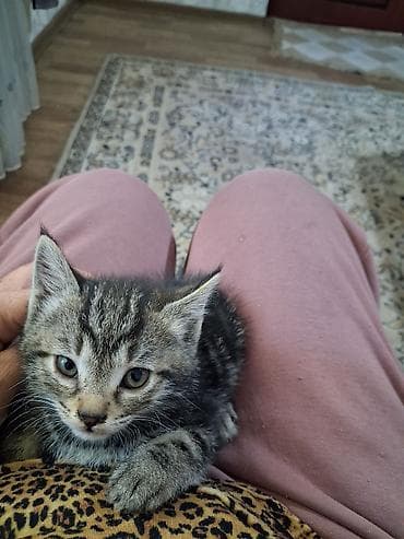 кошки парода: Котята домашние, ручные, приучены к лотку. В помёте разные окрасы: - — 3