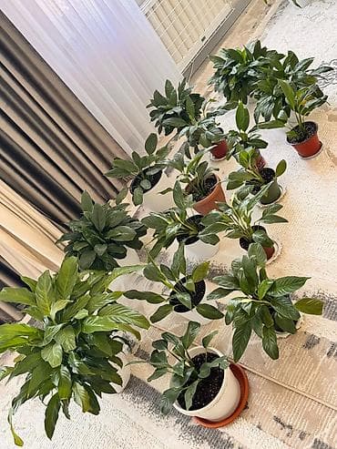аквариумы бишкек: 200 - 300 - 400 - 500с Спатифиллумы (Spathiphyllum) — — 2