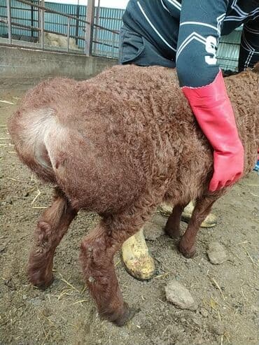 кой кыркыч: Продаю породитстых ягнять с линием от 3 мес и выше очень мощные — 7