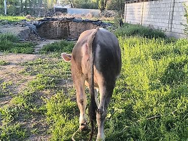 американская короткошерстная кошка купить: Продаю | Тёлка | Для разведения | Племенные — 9