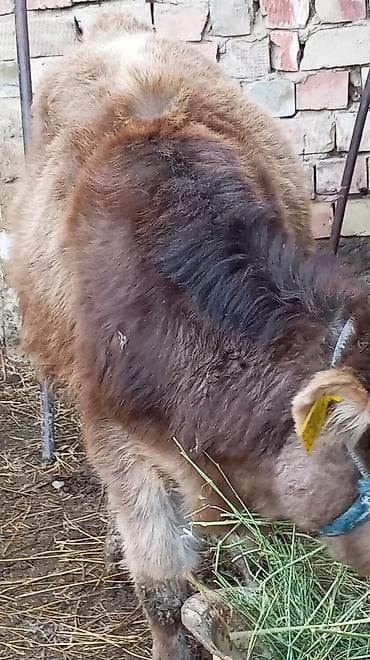 дойные коза: Продаю | Тёлка | Полукровка | На откорм | Привязанные — 3