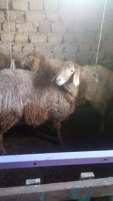 А/ч жаныбарларын сатам: Сатам | Ургаачы кой (ургаачы) | Көбөйтүү үчүн | Асыл тукумдуу — 7