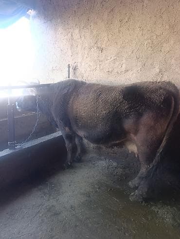 самка корова: Продаю | Корова (самка) | Для молока | Привязанные — 1