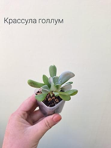 современные теплицы цена: Комнатные растения по 100 сомов (детки/укоренённые черенки) — 8