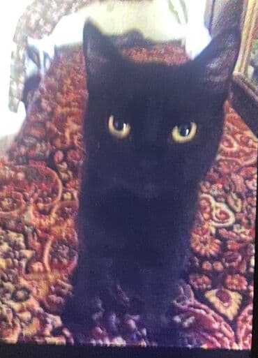 отдам котенка в добрые руки: 3 месяца, Мальчик, Приучена к лотку — 3