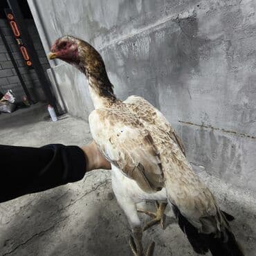 Грызуны: Продаю | Куры, Петух | Бойцовая | Для разведения — 3