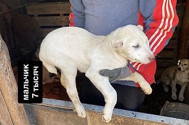 трекер для животных: Щенки алабая, 3,5 месяца.Привитые. Окрас преимущественно светлый — 2