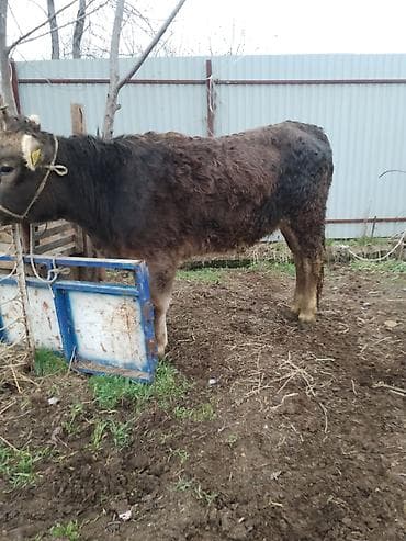 купить теленка бычка: Продаю | Корова (самка) | Швицкая | Для молока | Стельные, Не стельные — 6