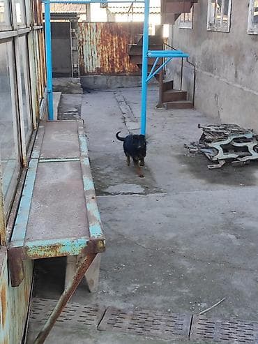 черная немецкая овчарка цена: Немецкая овчарка, 4 месяца, Самка, С прививкой, С родословной — 3