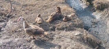 показы 1 354 72 договорная кошка даром британская короткошёрстная 1 год мальчик метис 2 позвонить написать: Продаю уток подростков очень дёшево от тяжёлой линии!Утки разных — 5