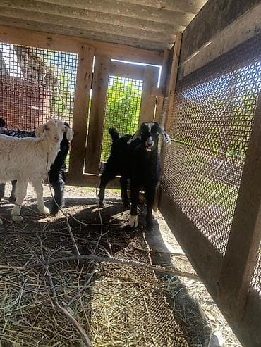 Продаю | Козлёнок | Полукровка | Для разведения | Племенные