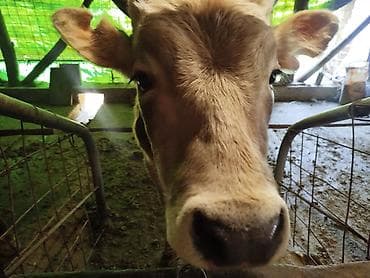 быки бука: Продаю | Бык (самец) — 3