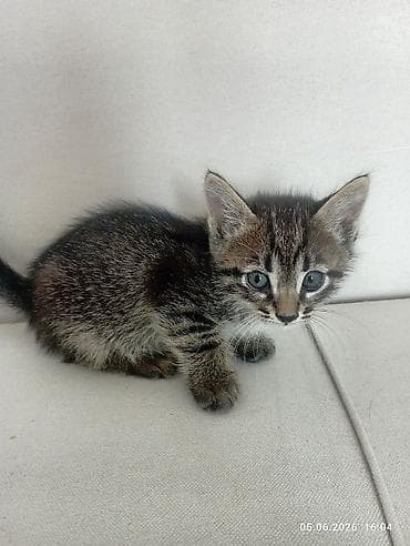 вислоухий кошка: Беспородная, 1 месяц, Мальчик, Черепаховый, Приучена к лотку — 6