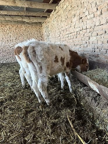 Услуги ветеринара: Продаю | Музоо, торпок | Швицкая | На откорм | Искусственник — 3