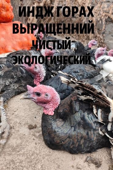 купить американского булли: Продаю | Индюк (самец) | Для разведения — 7