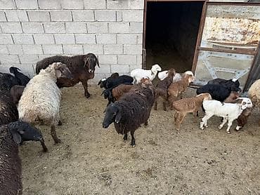 боос кой: Продаю | Ягненок | На забой — 3