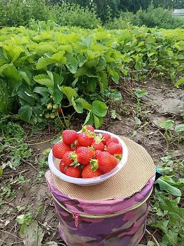 Азык-түлүктөр: Клубника 🍓 Сорт Кимберли натуральный домашний Беш Кунгой горный — 2