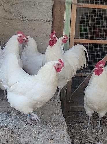 корм животным: Продаю | Куры | Для разведения — 2