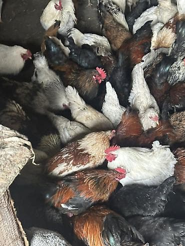 козу сатылат: Сатам | Тооктор | Үй | Көбөйтүү үчүн — 1