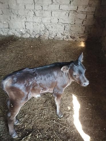 утки белые: Продаю | Музоо, торпок | На откорм | Привязанные — 1