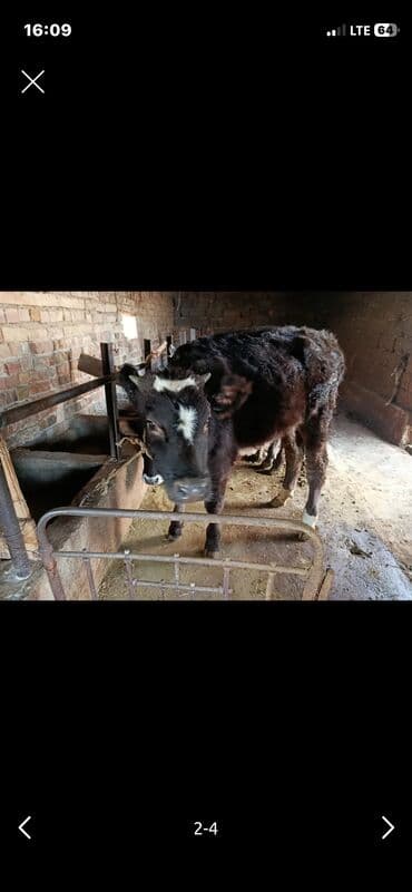 мука на корм: Продаю | Тёлка | На откорм, Для разведения, Для молока | Привязанные — 1
