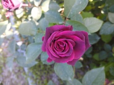 декоративные растения: Около 300 видов Саженцы садовых роз (разные сорта и окраски) - — 22