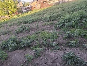 удобрение для малины: Саженцы малины (ремонтантный тип) и полька. - Выкопанные делёнки с — 3