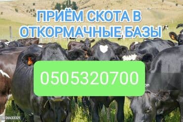 Сатып алам | Уйлар, букалар, Жылкылар, аттар | Бордоп семиртүү үчүн, Борго байлап семиртилген