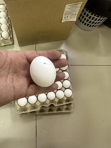 сөөл жан: Яйца. Бишкек#Нарын#Ысык-Кол#Кант#Токмок#Кара-Балта#Сокулук — 7