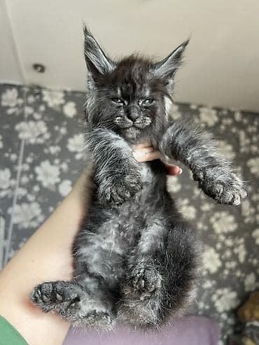 коты белый: Мейн-кун котёнок, окрас чёрный дым (black smoke). Описание: - Ярко — 3