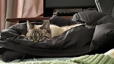 Кошки: Мальчик — 4