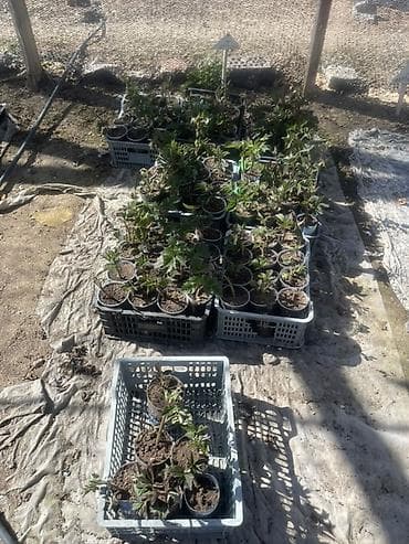 бетон чолпон ата: Малина кочот сатылат сорт пшехиба элитный сорт — 8