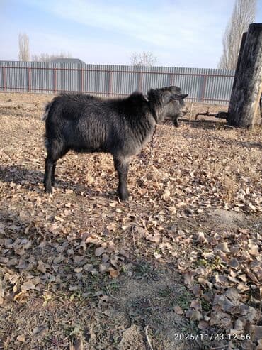 продажа щенков немецкой овчарки с документами в бишкеке: Продаю | Козёл (самец) | Для разведения | Осеменитель — 2