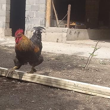 куры живые: Продаю | Куры | Домашняя | Несушки — 4