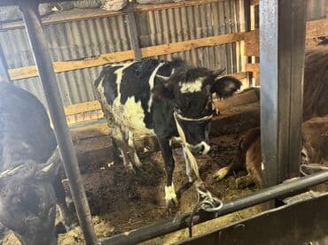 дойних коров: Продаю | Тёлка | Полукровка | На откорм | Привязанные — 6