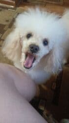 акустические системы real el колонка в виде собак: Вязка: Пудель, Самец, Более 5 лет, С прививкой — 4