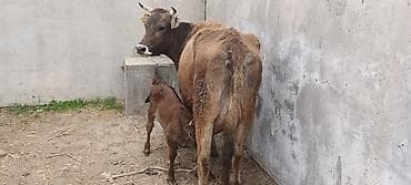 тоок япон: Продаю | Корова (самка) | Полукровка | Для молока | После отела — 1