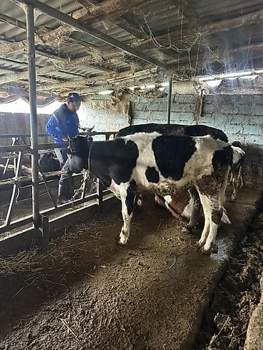 Айыл-чарба жаныбарлары: Сатам | Кунаажын | Аргын | Бордоп семиртүү үчүн | Байланган — 1