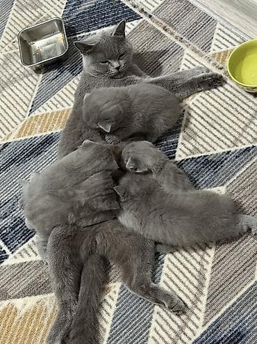 бенгальский котёнок: Шотландские котята,(страйт и скотиш фолд) окрас голубой (blue). Отец — 1
