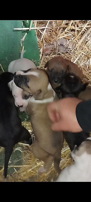 алабай щенок цена: Щинки готовятся на бронь от этой пары . Родители горячие, обоих — 5