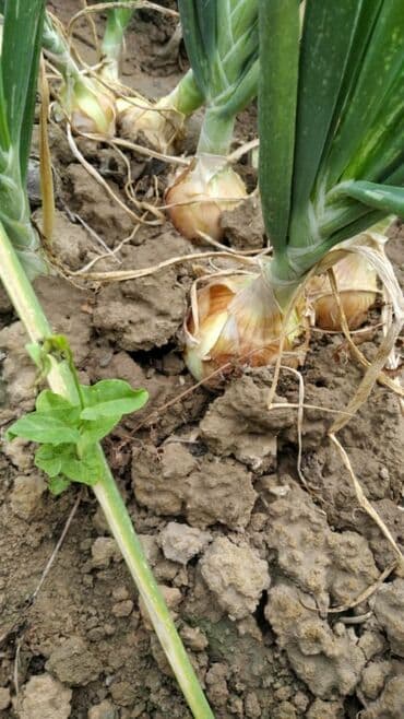 помидор урук: Продаю семена лука лук луки манас высшего качество урук пияз пьяз — 4