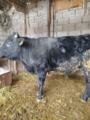 брудер для кур: Продаю | Бык (самец) — 2