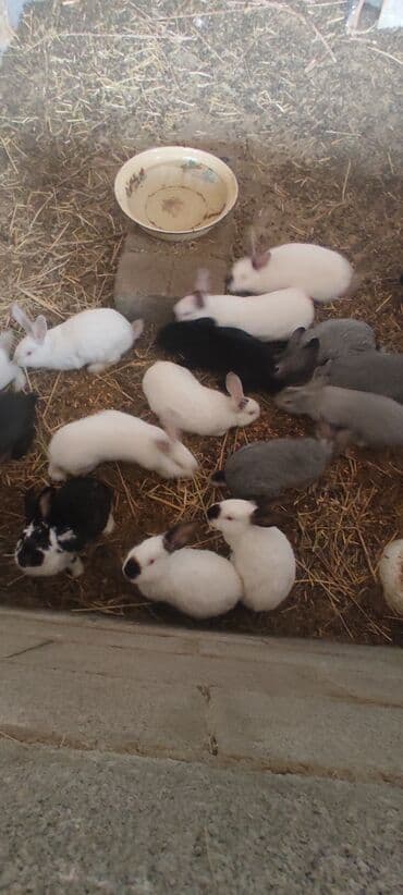 домик для кроликов: Продаю | Крольчиха (самка), Кролик самец, Крольчата | Для разведения — 2